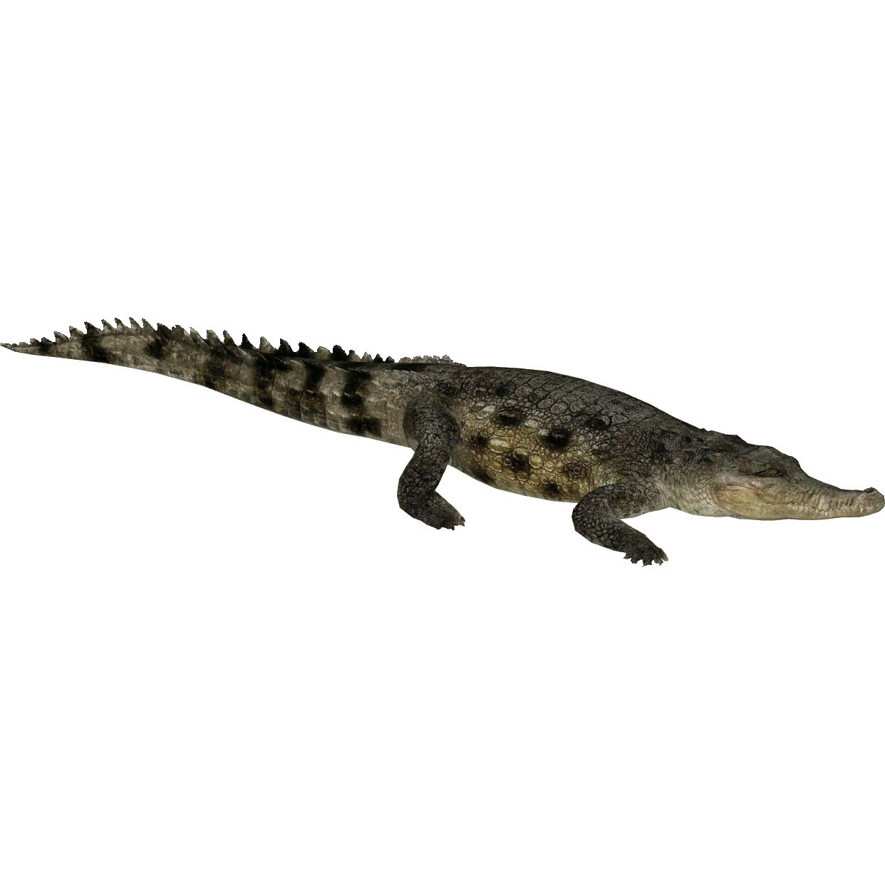 Saltwater Crocodile PNG Picture