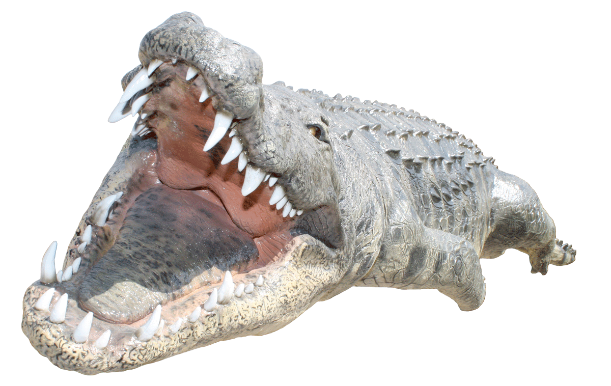 Saltwater Crocodile PNG Transparent Image