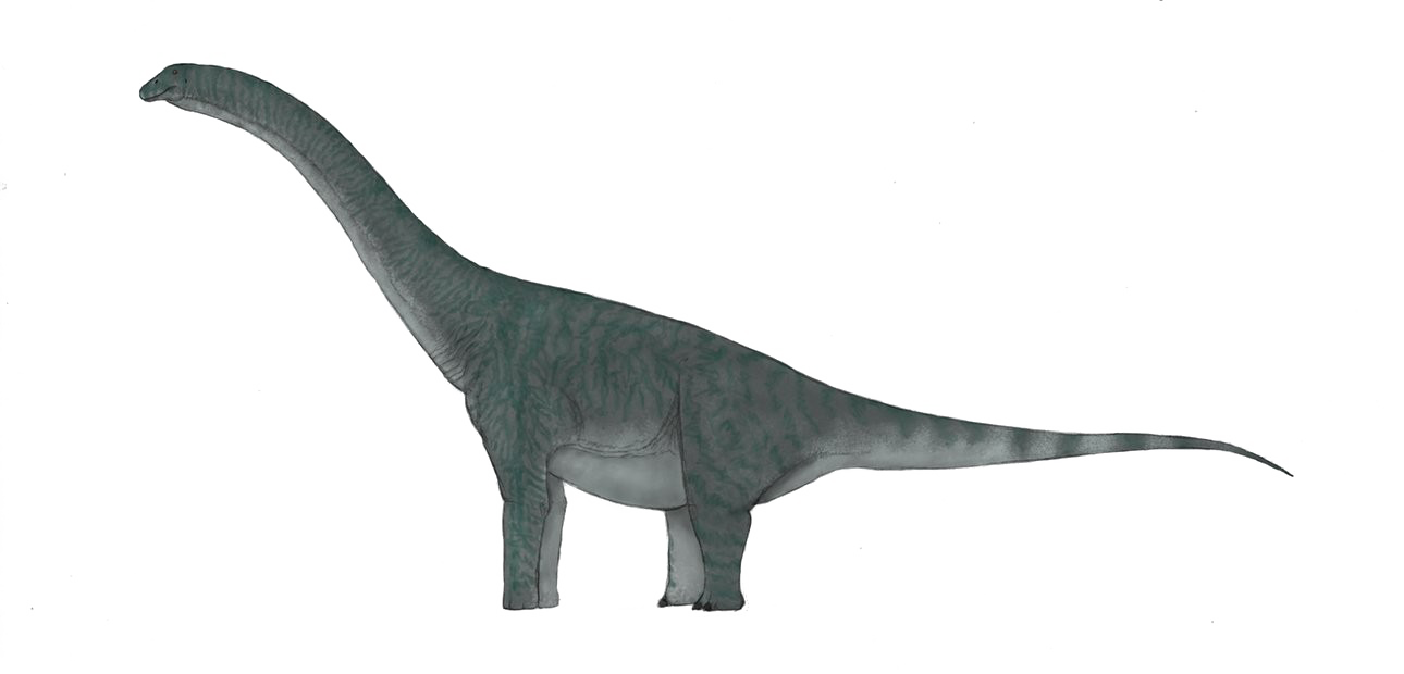 Sauropod fond PNG