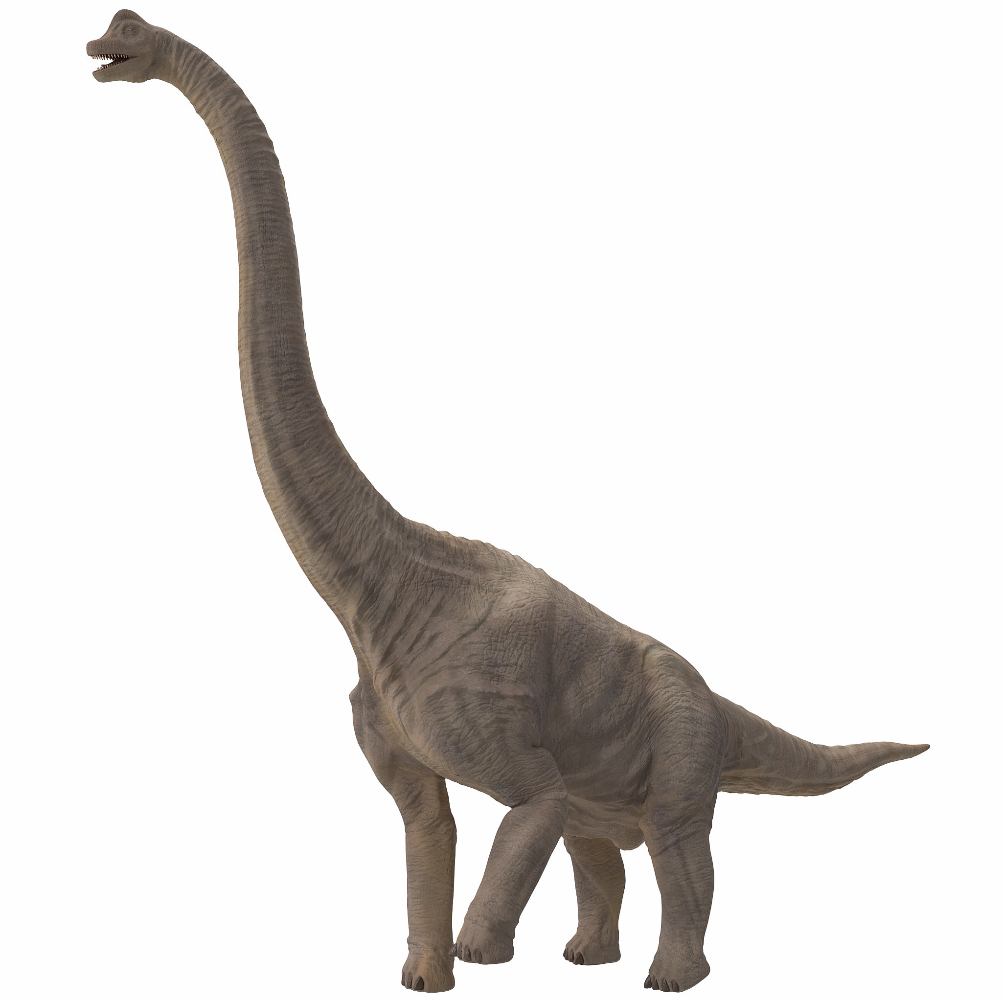 Sauropod PNG File