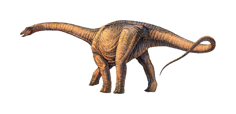 Sauropod PNG transparentes Bild