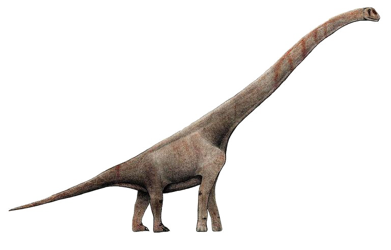 Sauropod PNG foto transparente