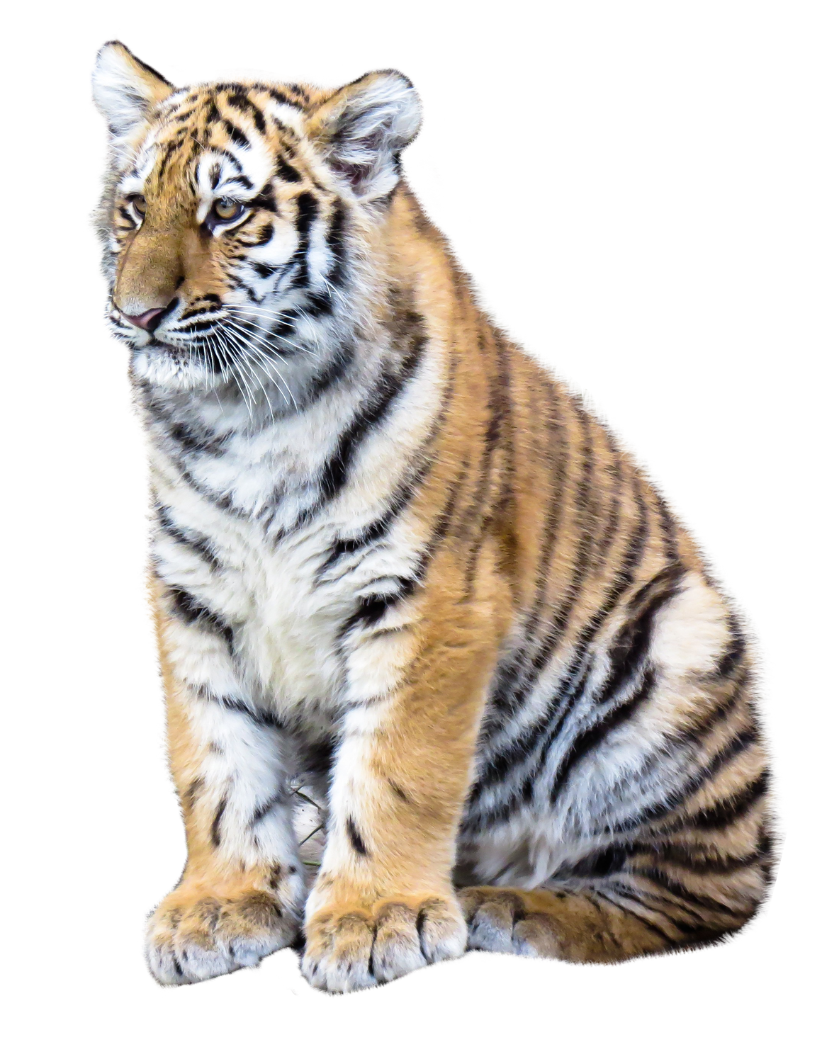 Siberian tigre PNG Clipart