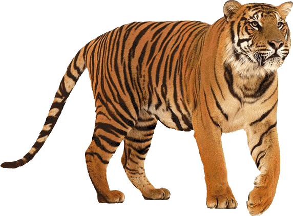 Siberian Tiger PNG HD