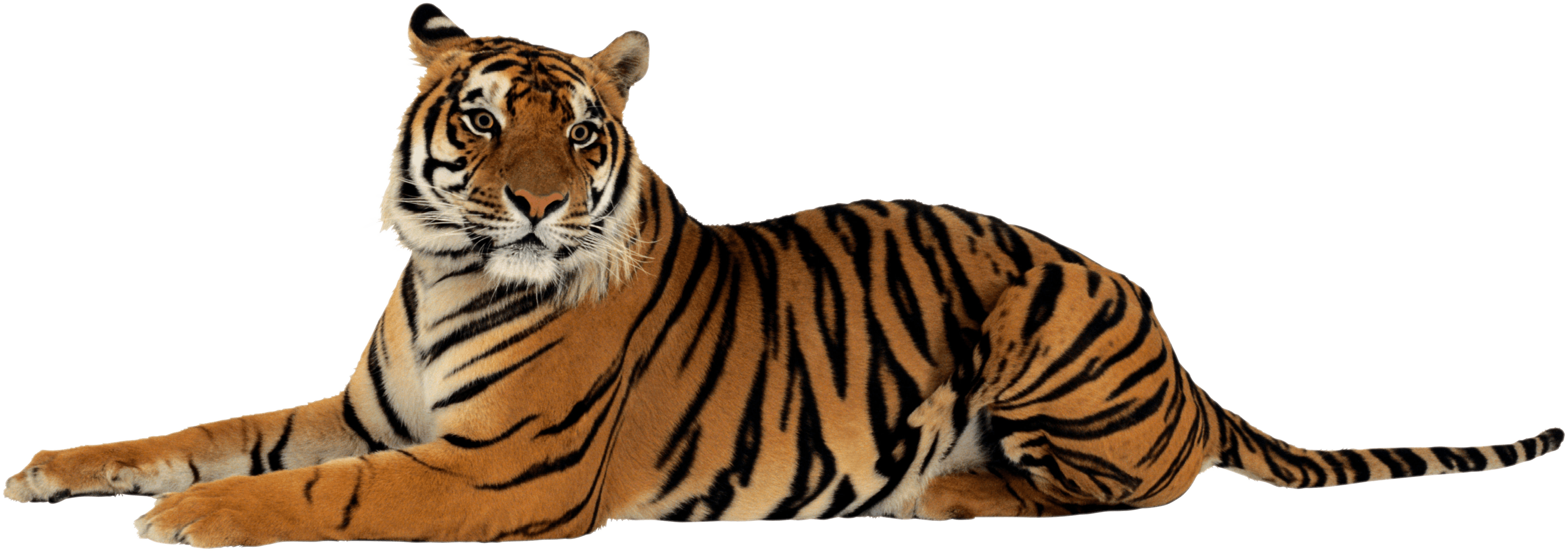 Siberian Tiger PNG Image
