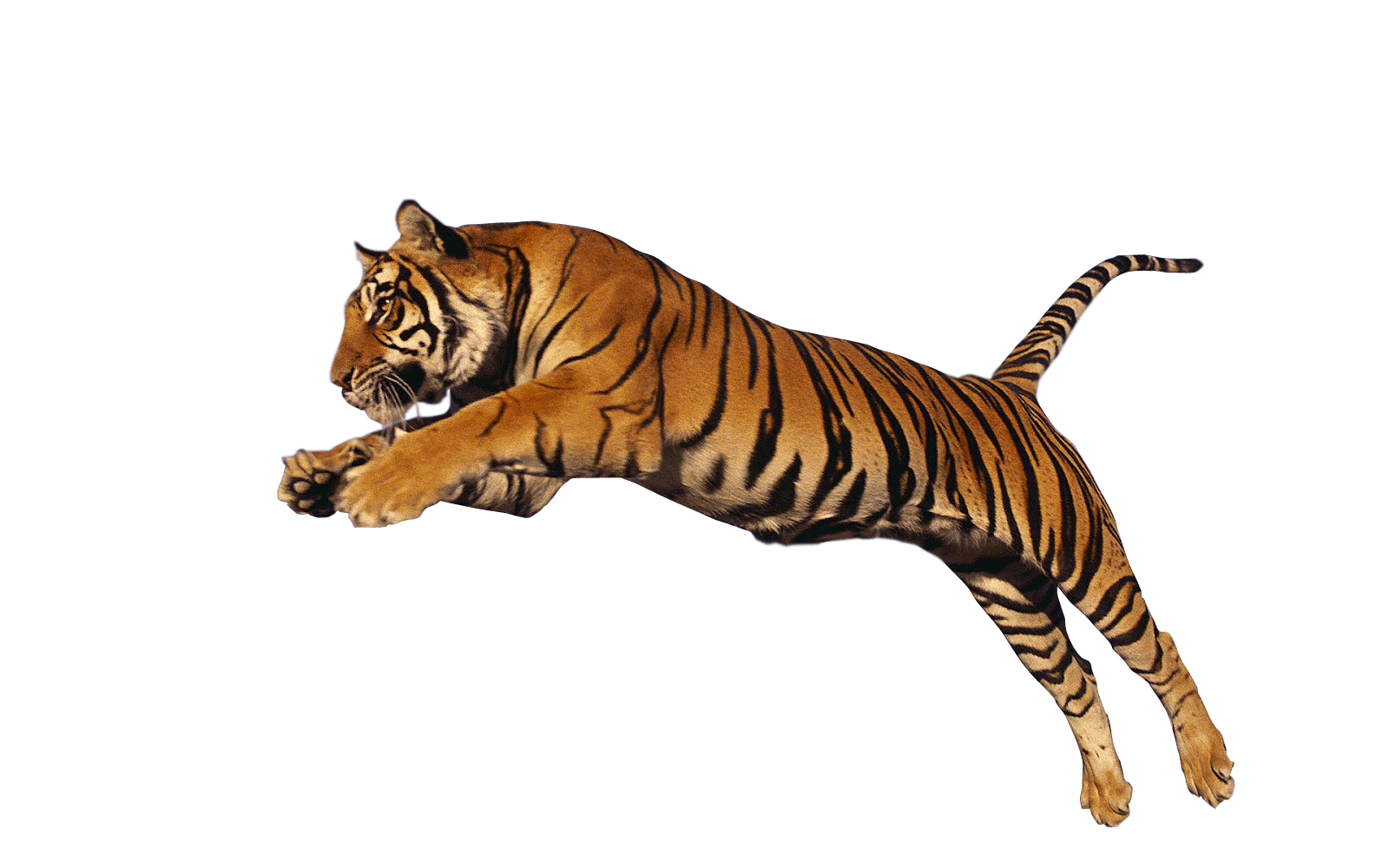 Siberian Tiger PNG Photos
