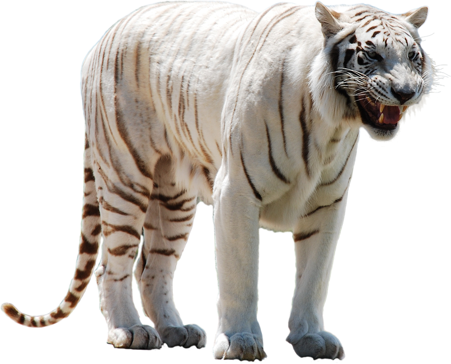 Siberian Tiger PNG Transparent