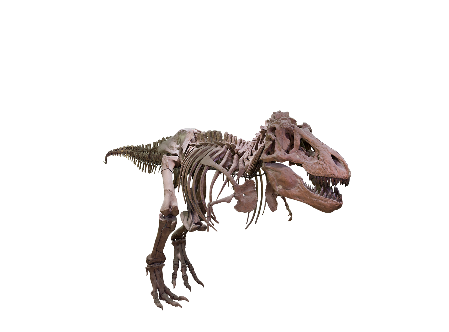 T rex PNG arka plan Görüntüsü