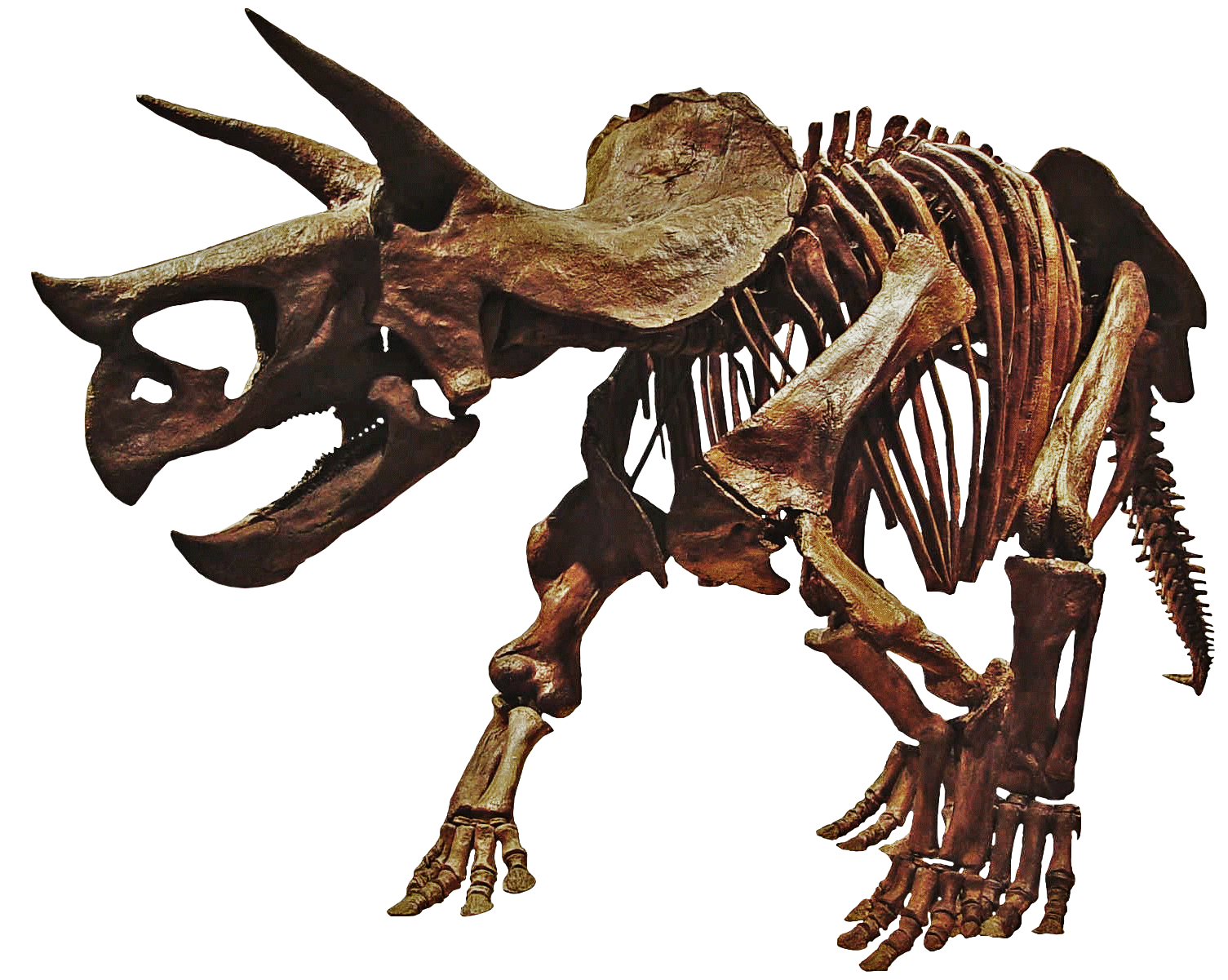 Triceratop Скачать PNG Image