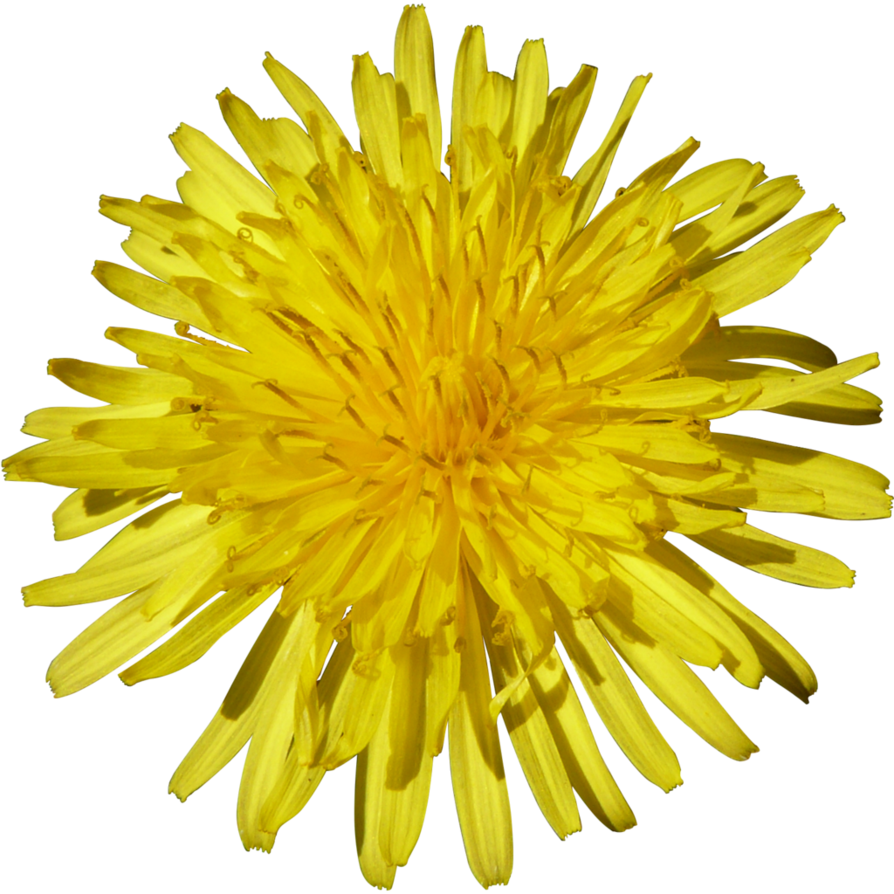 Yellow Dandelion PNG Free Download