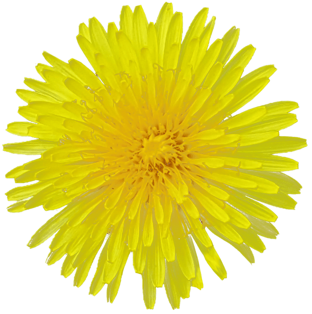 Yellow Dandelion Transparent Background