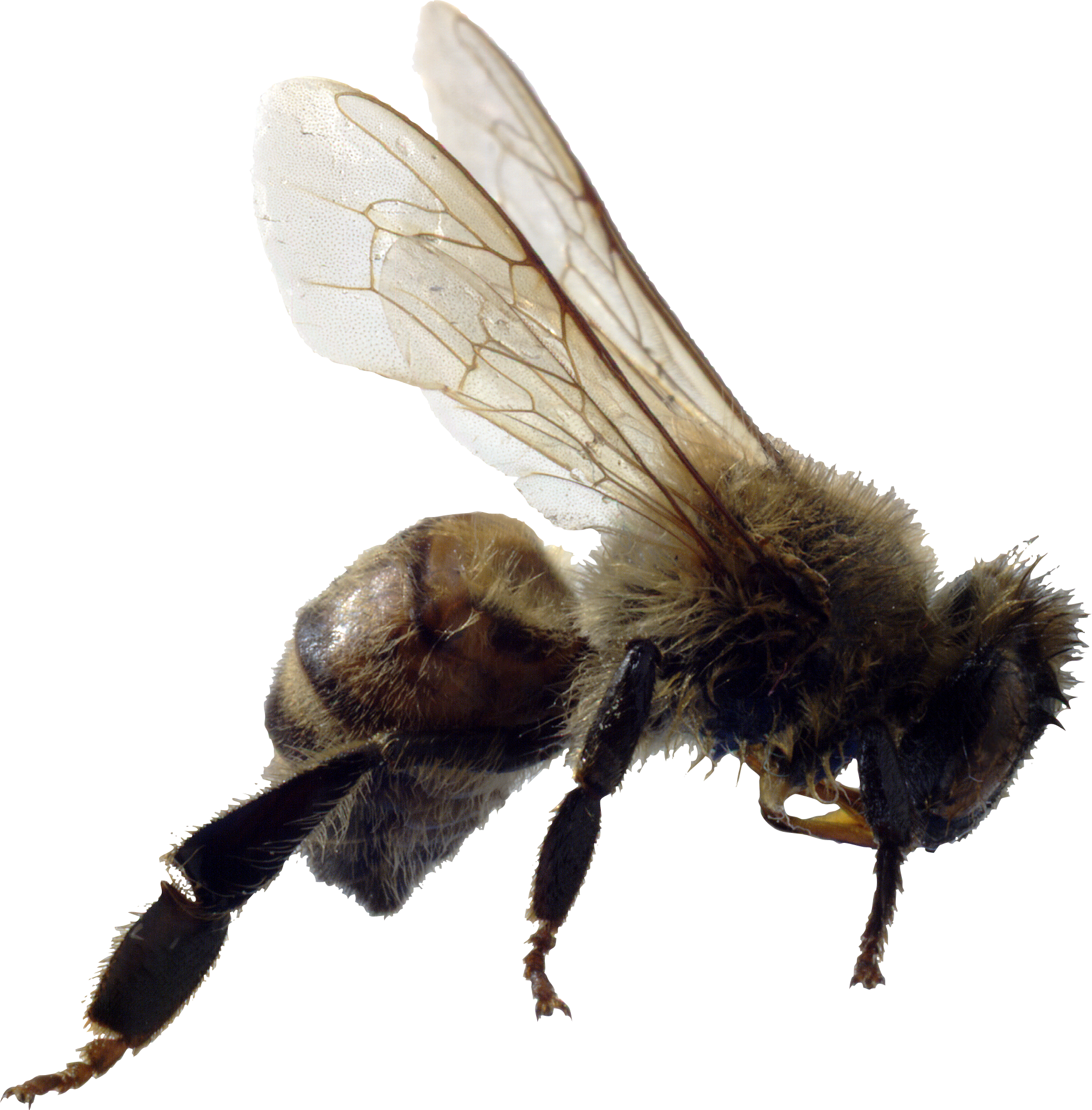 Bee PNG File