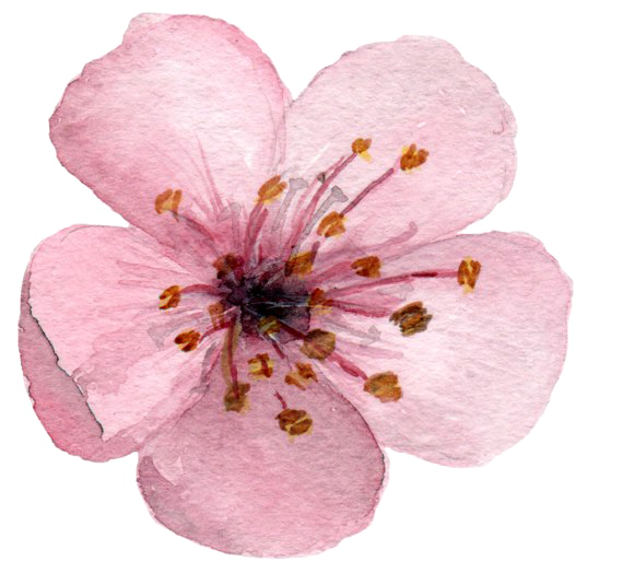 Blossom PNG Clipart Background
