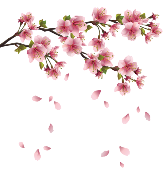 Blossom PNG Бесплатные фото