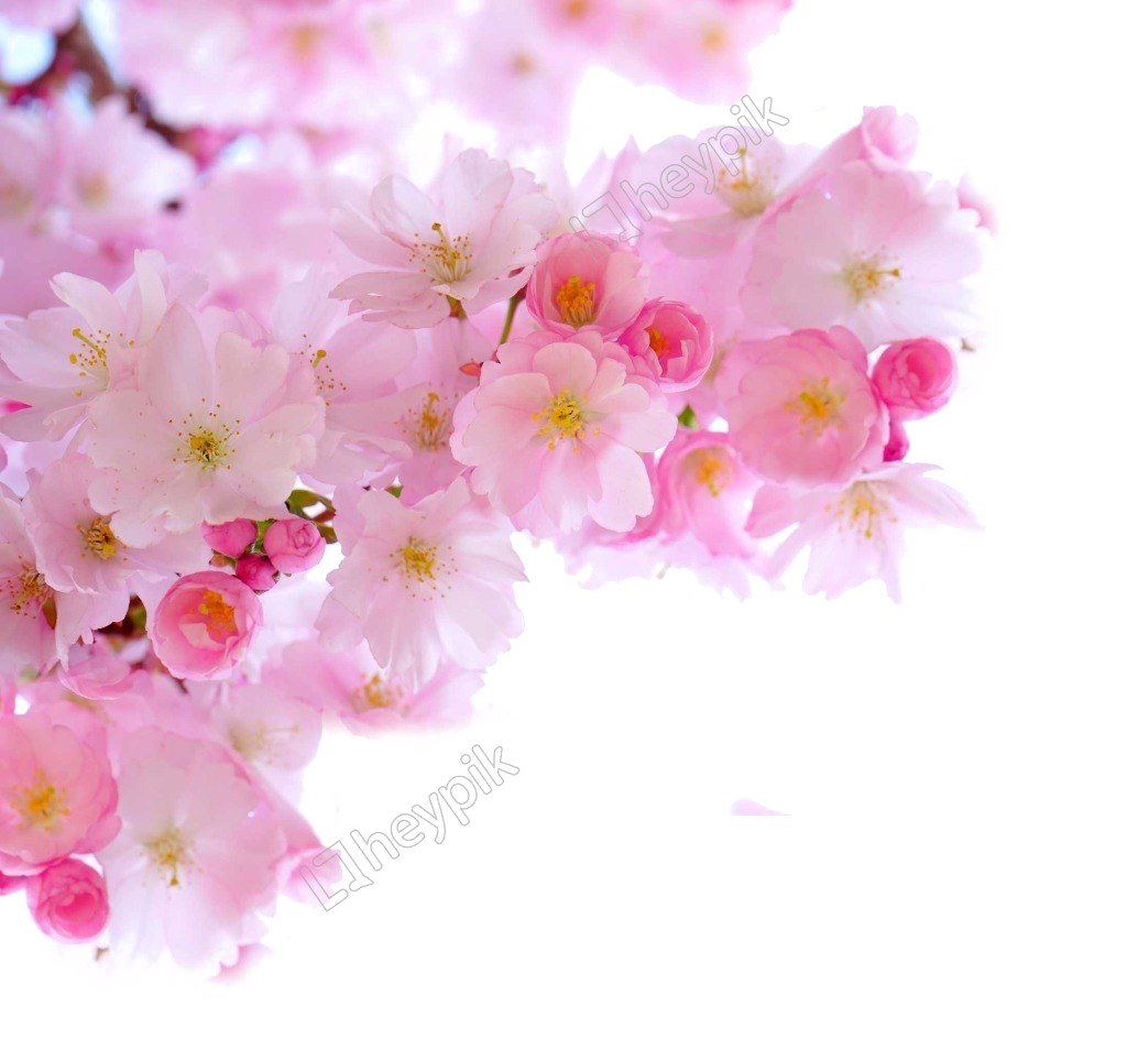 Blossom PNG изображение бесплатно скачать