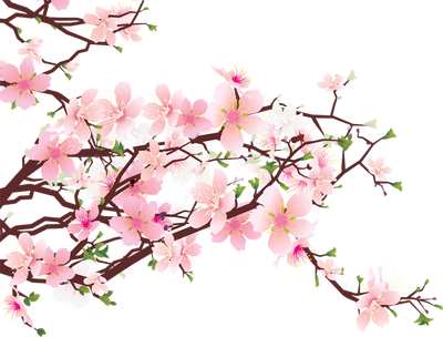 Blossom PNG Image HD