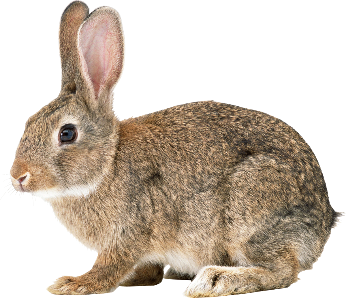 Bunny PNG File