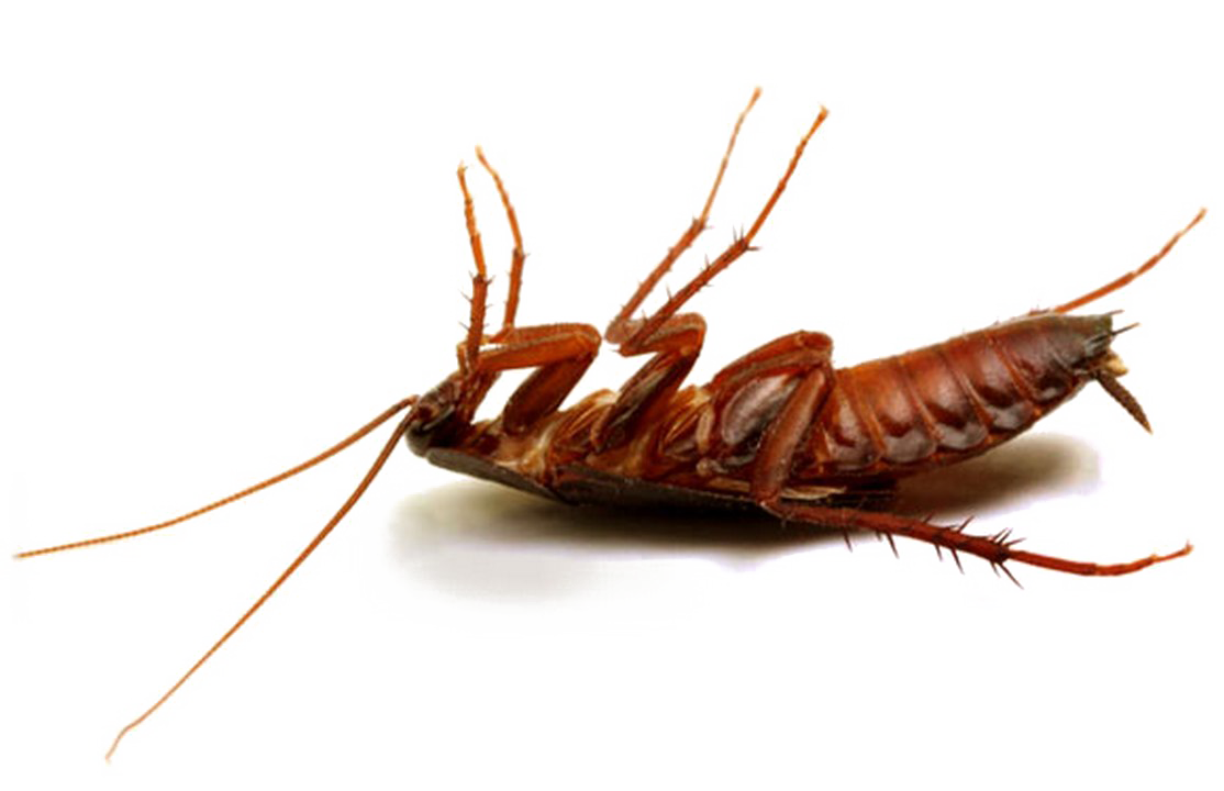 Cockroach PNG HD Photo