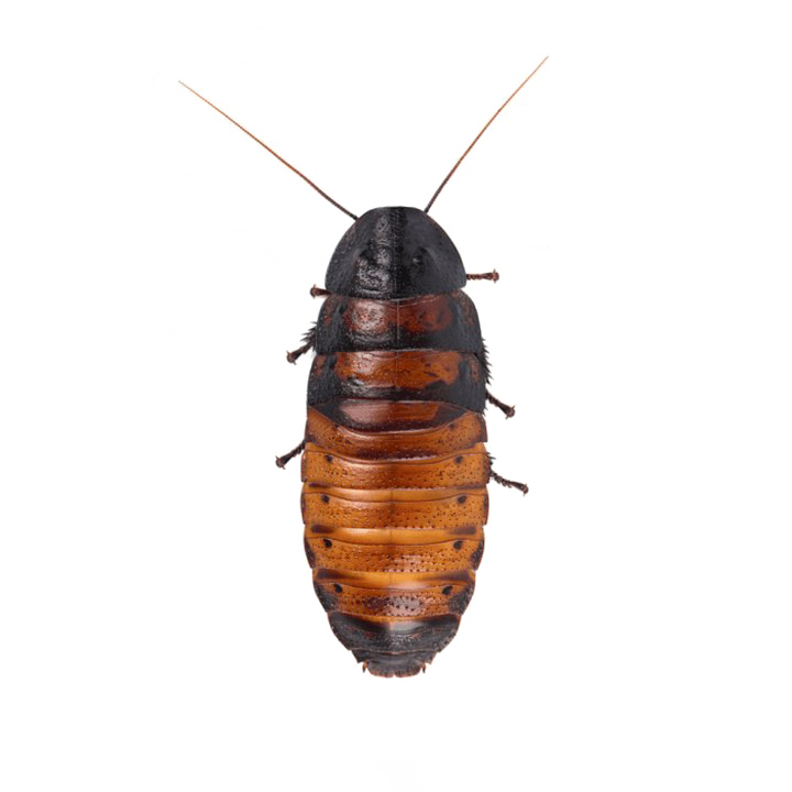Cockroach PNG HD Quality