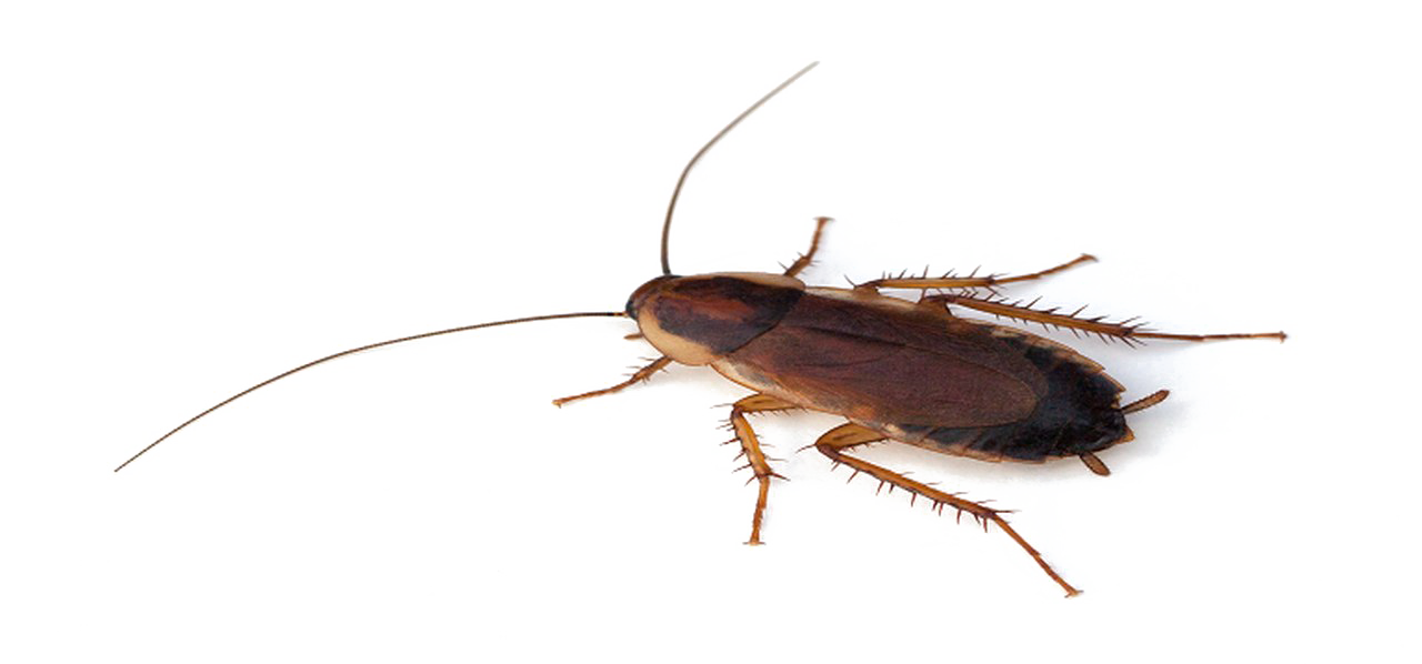 Cockroach PNG Transparent File