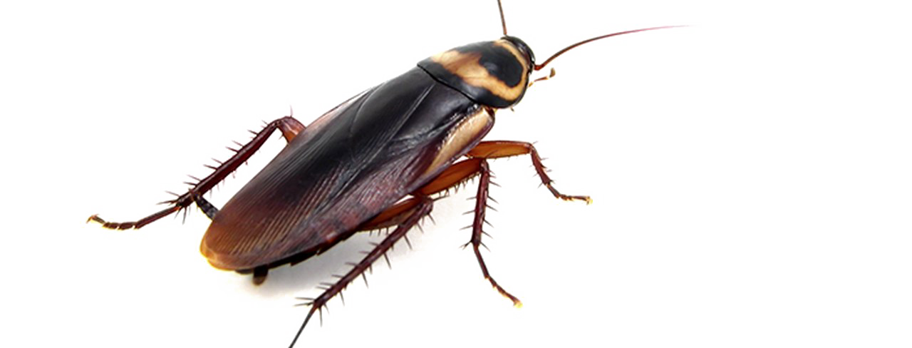 Cockroach PNG Transparent Photo
