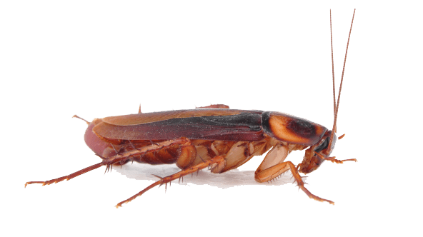 Cockroach PNG Transparent