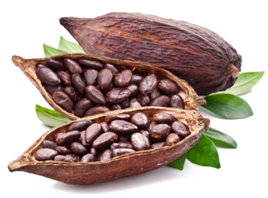 Cocoa Beans PNG Pic