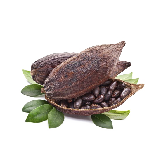 Cocoa Beans Transparent PNG
