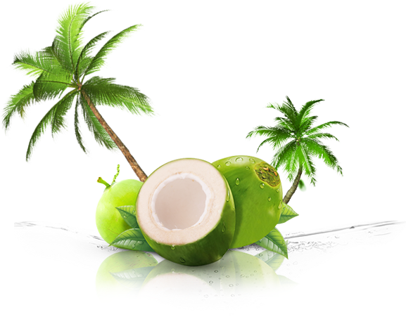 Coconut PNG Background