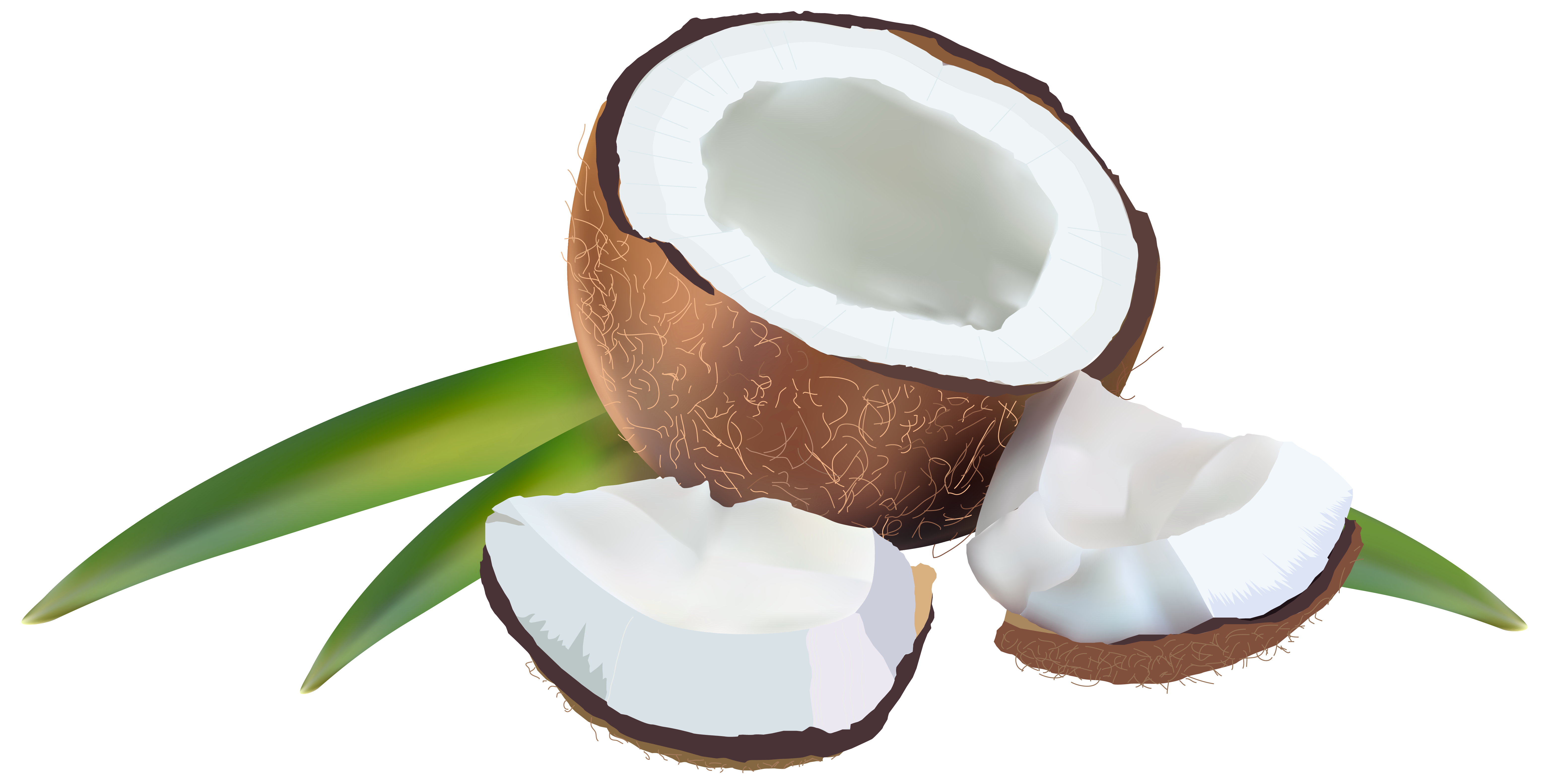 Coconut PNG Clipart Background