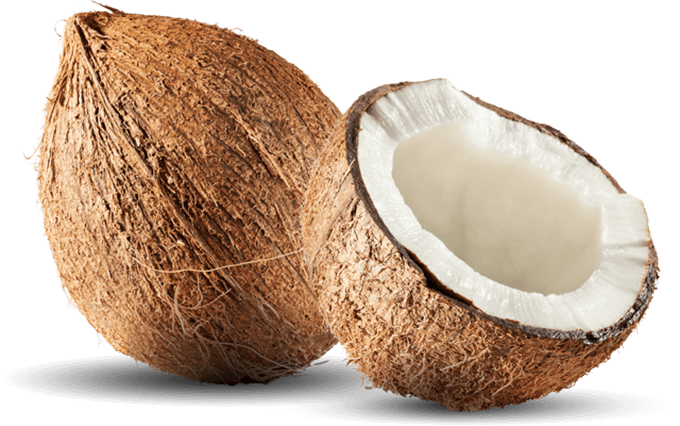 Coconut PNG File Download Free