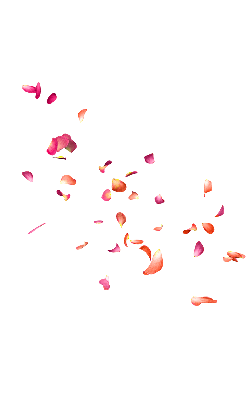 Falling Rose Petals PNG Free Download