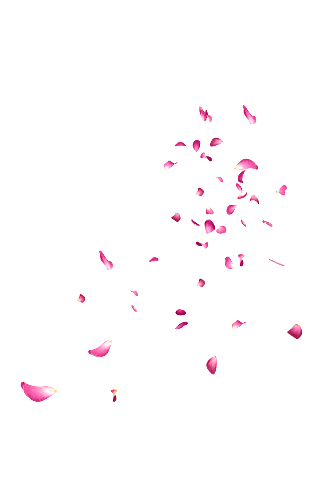Picture da petali di rose cadenti PNG