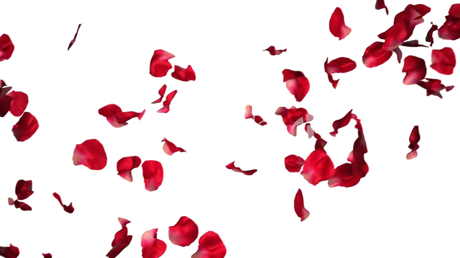 Fallende Rosenblätter transparent PNG