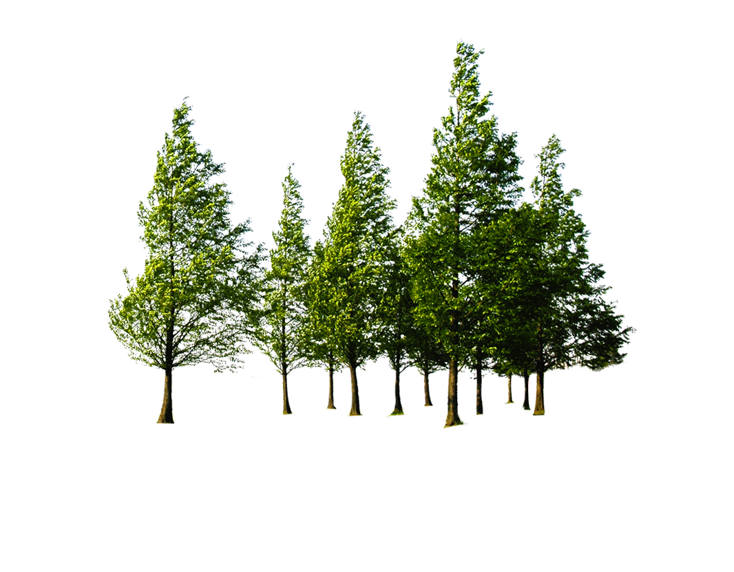 Forest PNG File Download Free