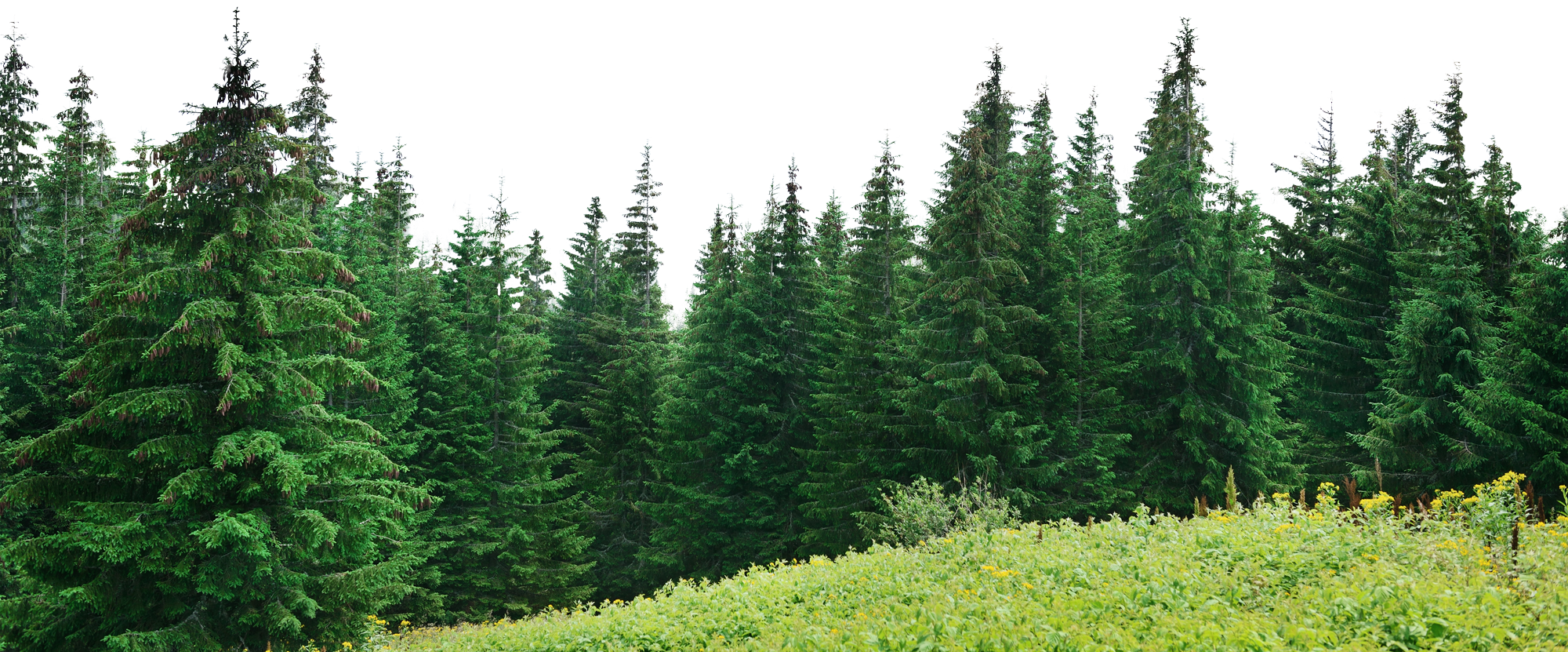 Forest PNG Image Free Download