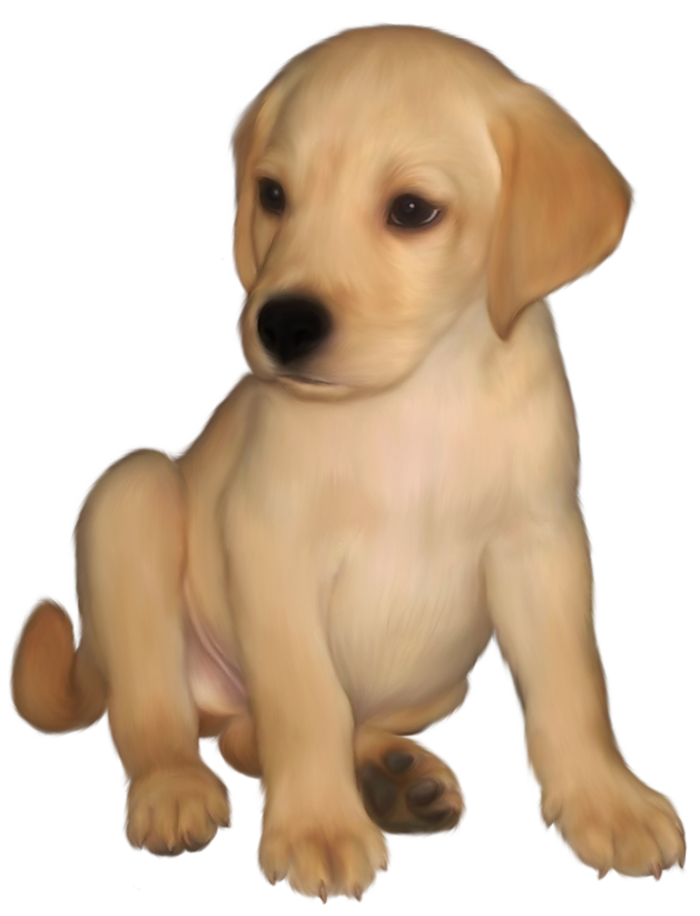 Golden Retriever PNG Image Free Download