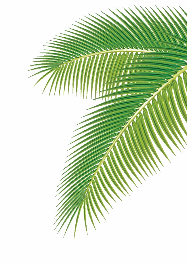 Зеленые пальмы листья PNG Clipart