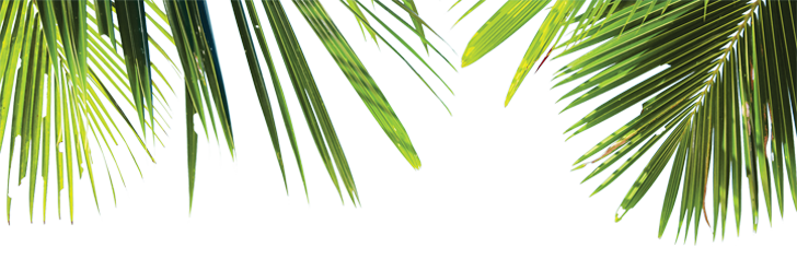 Зеленые пальмовые листья PNG скачать бесплатно