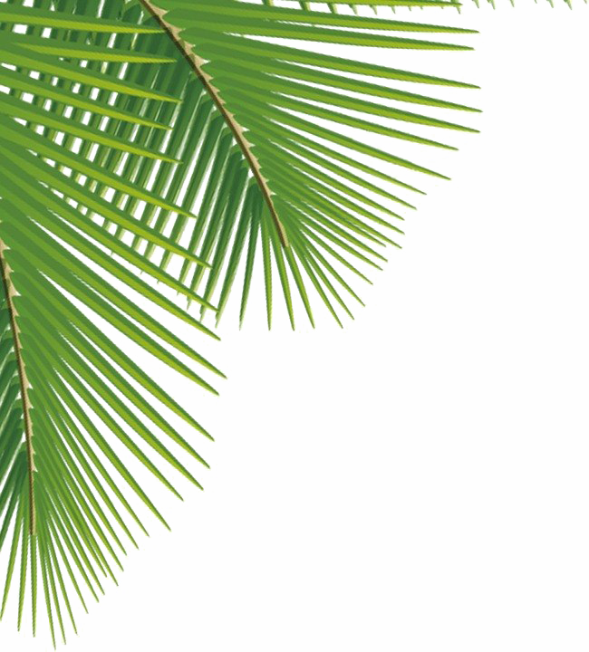 Зеленые пальмы листья PNG Image