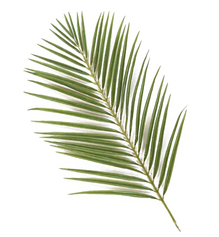 Green Palm Leaves PNG Photos