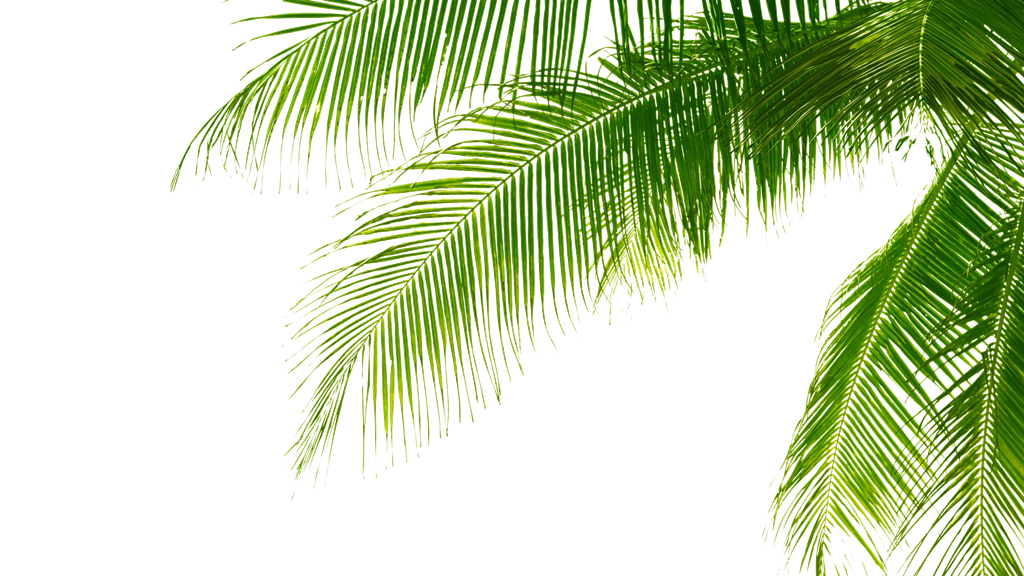 Green Palm Leaves PNG Pic