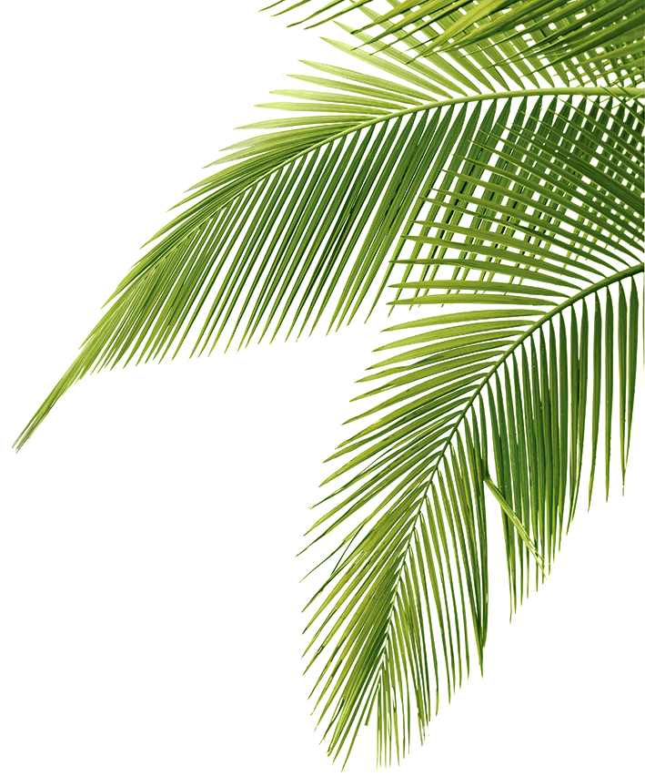 Зеленые пальмы листья PNG картина
