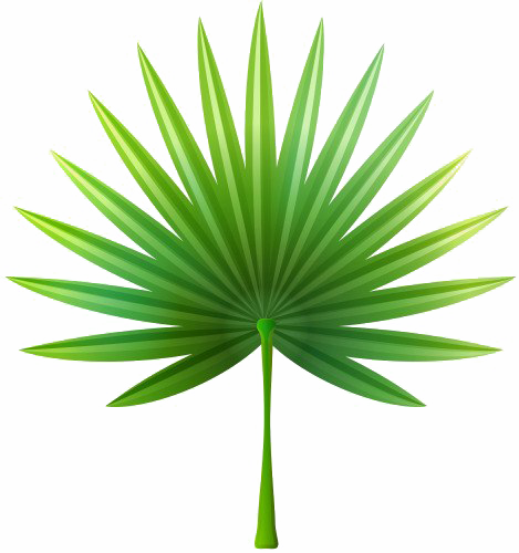 Зеленые пальмы листья PNG прозрачное изображение