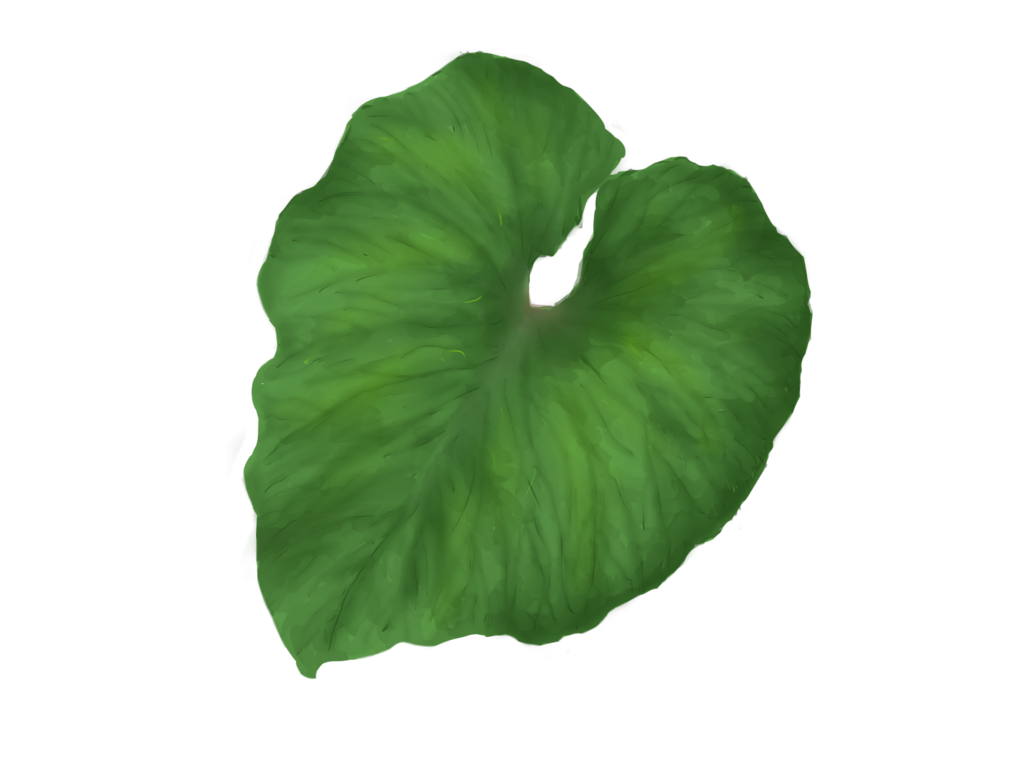 Зеленая пальма листья прозрачный фон
