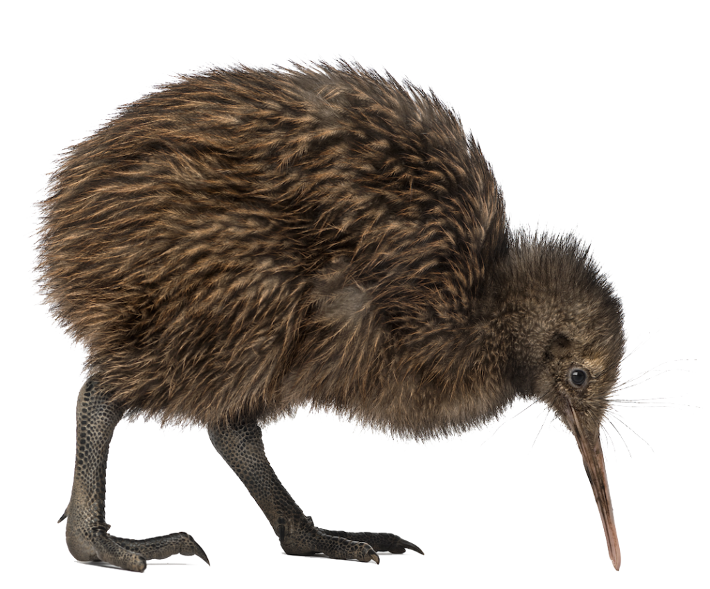 Kiwi vogel PNG Transparant Beeld