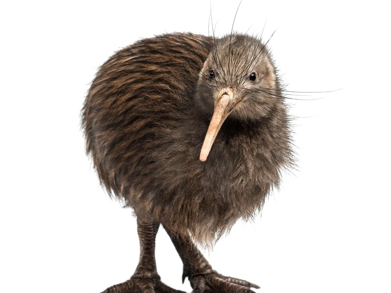 Fondo transparente de pájaro kiwi
