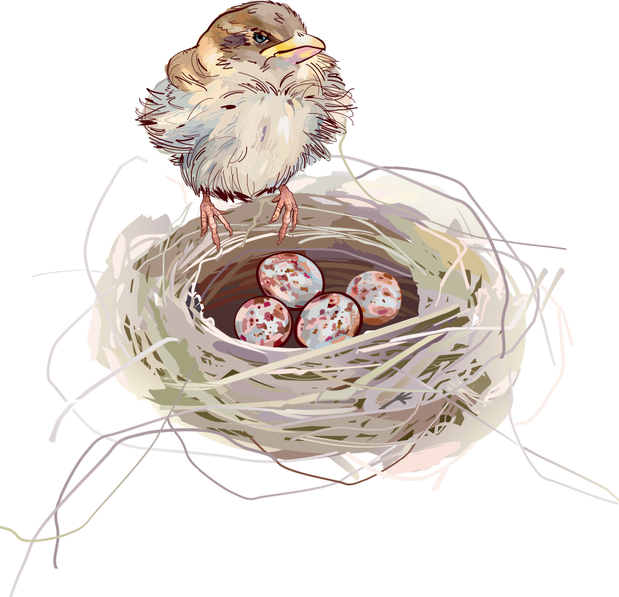 Nest PNG Background