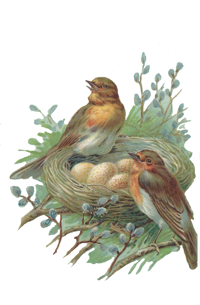 Nest PNG Free Image
