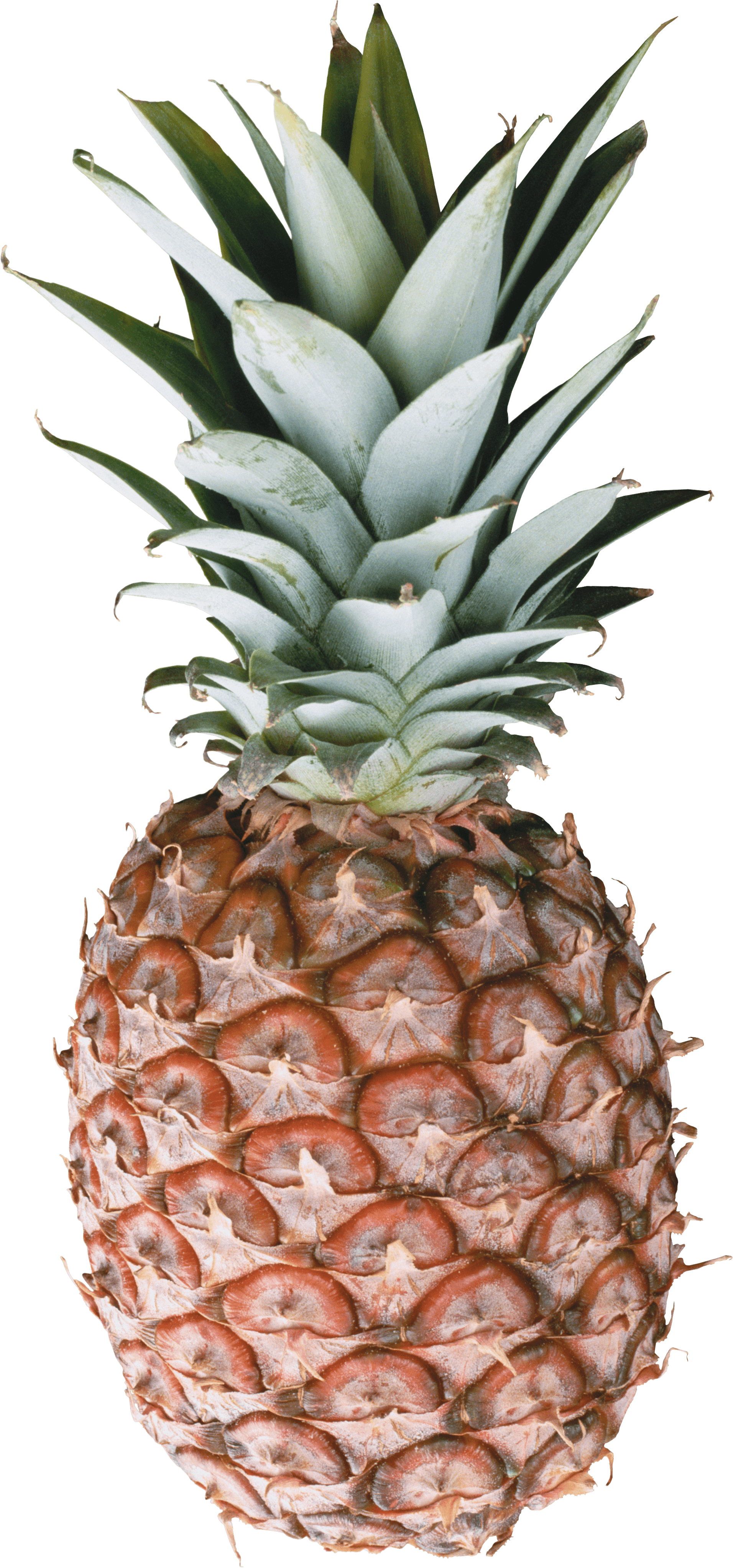 Pineapple PNG Gambar Unduh Gratis